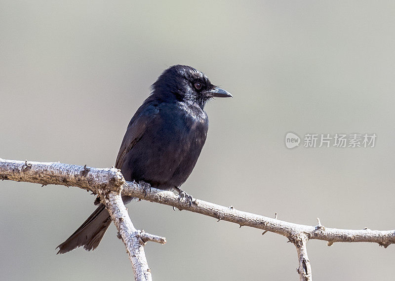 叉尾Drongo，也被称为普通Drongo，非洲Drongo，或草原Drongo (Dicrurus adsimilis)，是一种Drongo，一种东半球热带地区的小型雀形目鸟类。肯尼亚桑布鲁国家保护区。